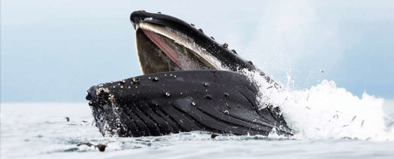 We May Finally Know Why Whales Don’t Drown When They Gulp Down Krill